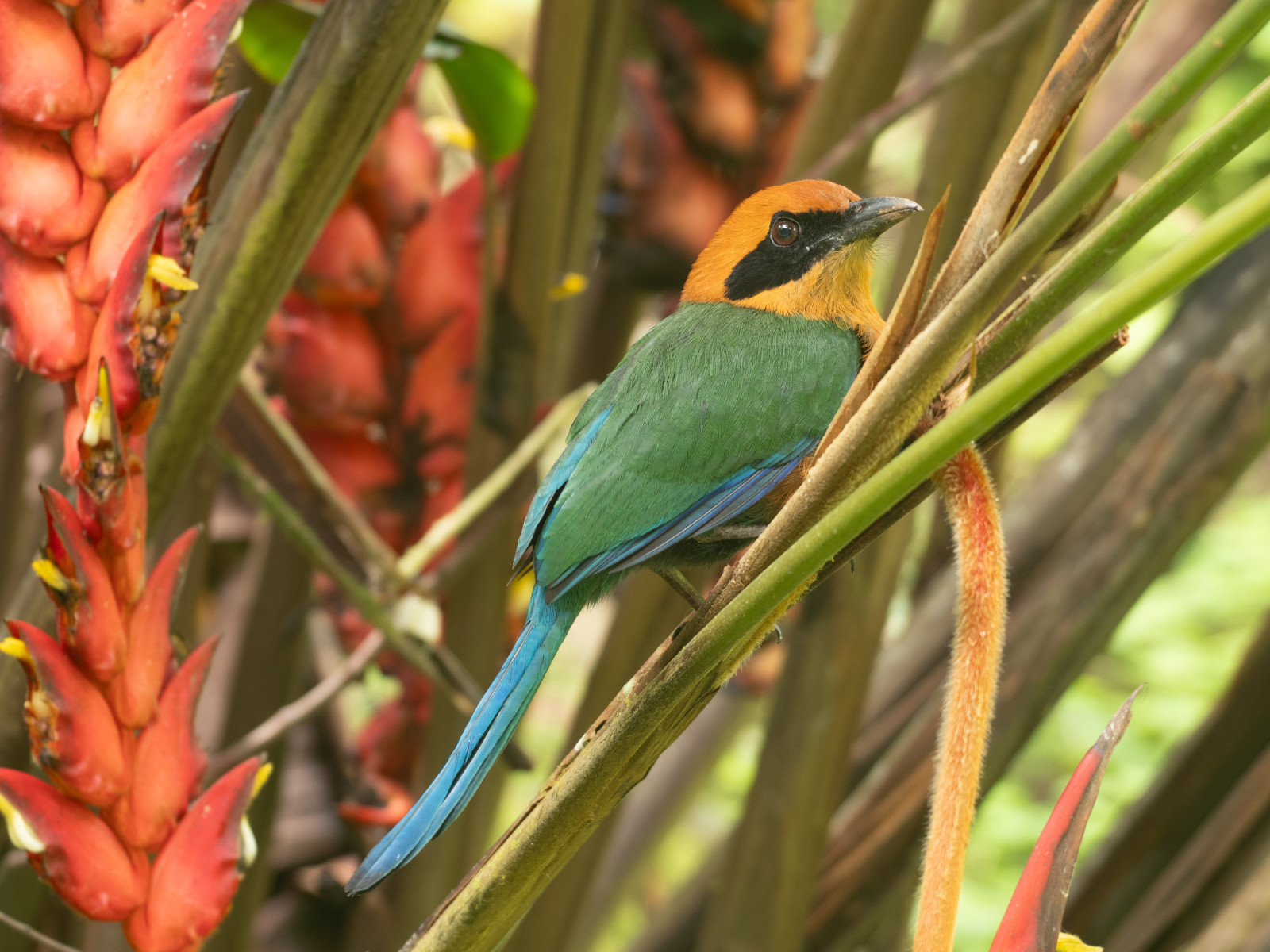 image Rufous Motmot